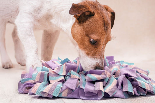 Gina's Choice Schnüffelgarten™ – Premium Schnüffelteppich für Hunde